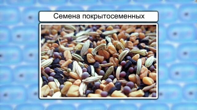 Строение семян растений.