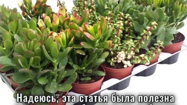 Толстянка. Самое живучее комнатное растение